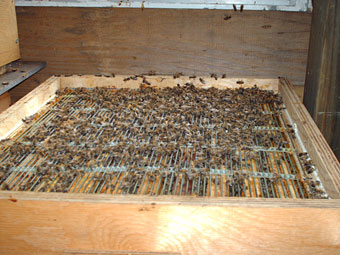 Honingkorf met bijen